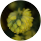 L-theanine ingredient icon